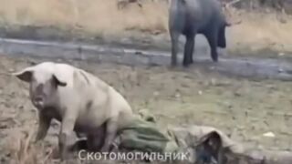 Pig puts his ass on dead Ukrat's face.