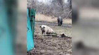 Pig puts his ass on dead Ukrat's face.