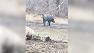 Pig puts his ass on dead Ukrat's face.