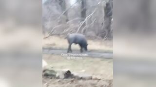 Pig puts his ass on dead Ukrat's face.