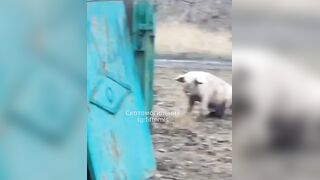 Pig puts his ass on dead Ukrat's face.