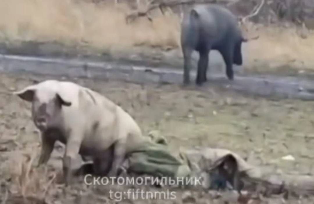 Pig puts his ass on dead Ukrat's face.