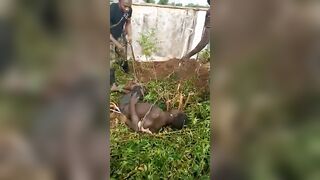 Boko Haram Member Gtes Executed In The Shallow Grave