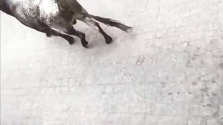 Classic: Man vs Bulls