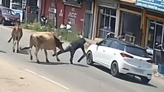 Rampaging Bull Triggers Freak Accident, Leaving Man Critically Hurt
