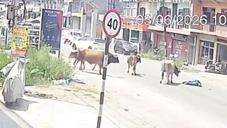 Rampaging Bull Triggers Freak Accident, Leaving Man Critically Hurt
