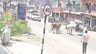 Rampaging Bull Triggers Freak Accident, Leaving Man Critically Hurt