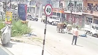 Rampaging Bull Triggers Freak Accident, Leaving Man Critically Hurt