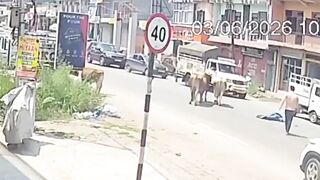 Rampaging Bull Triggers Freak Accident, Leaving Man Critically Hurt