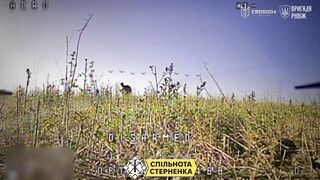 Russian Birdbrains Repeatedly Killed in Chokepoint Trap