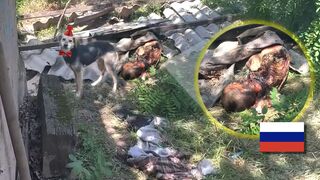 Frontline Dog Kennel Praises Russian Protein!