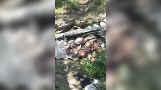 Frontline Dog Kennel Gets Free Access to Russian Meat