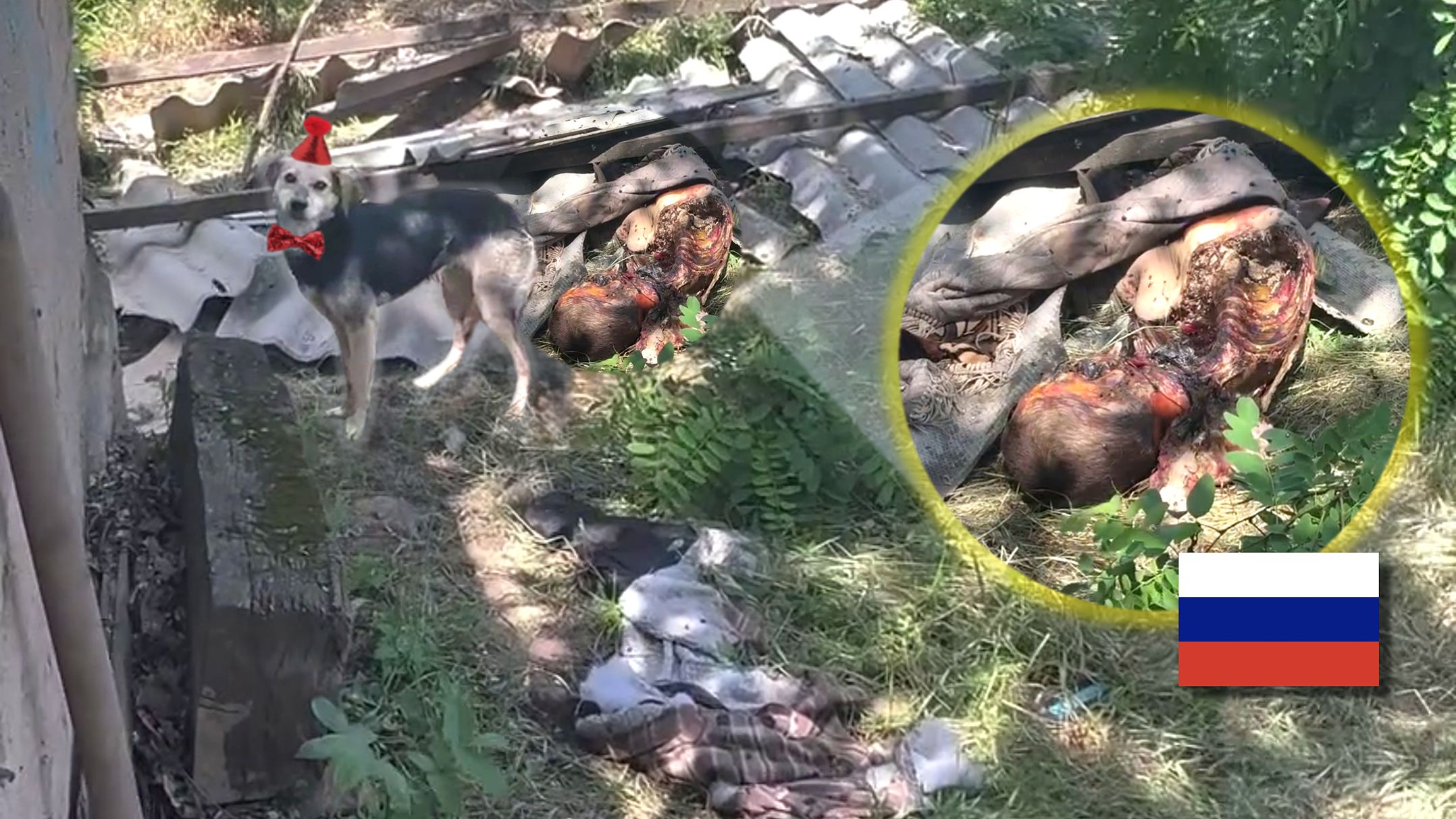Frontline Dog Kennel Gets Free Access to Russian Meat