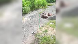 Man's dismembered body