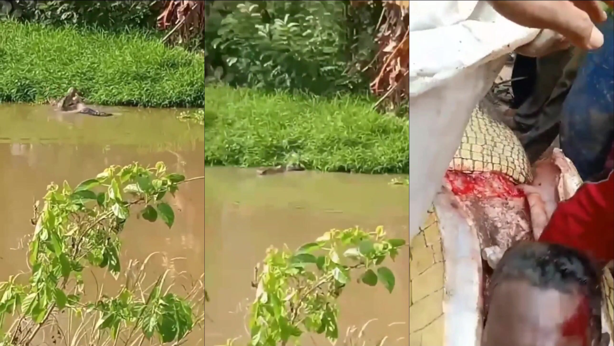 Animal Warnings: Crocodile Attacks A Fisherman