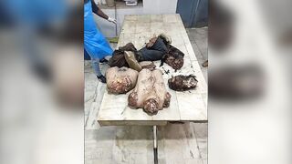 Pieces of a dismembered body