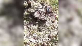 Colombian mercenary cut in half, hard as a rock.