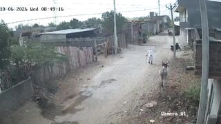 Old Man Dies Following Bull Attack In India