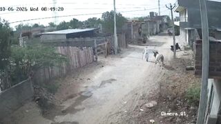 Old Man Dies Following Bull Attack In India