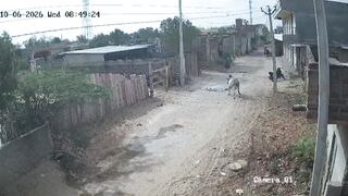 Old Man Dies Following Bull Attack In India