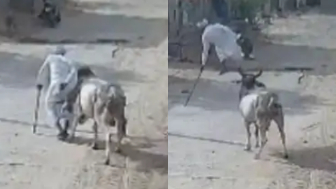 Old Man Dies Following Bull Attack In India
