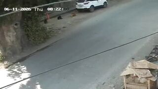 Young Man Running From Stray Dogs Ragdolled By Truck