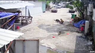 Classic: The Dog Killed The Old Woman