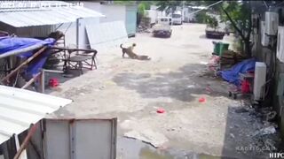Classic: The Dog Killed The Old Woman