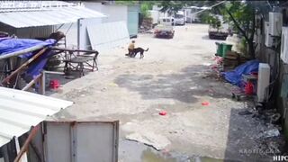 Classic: The Dog Killed The Old Woman