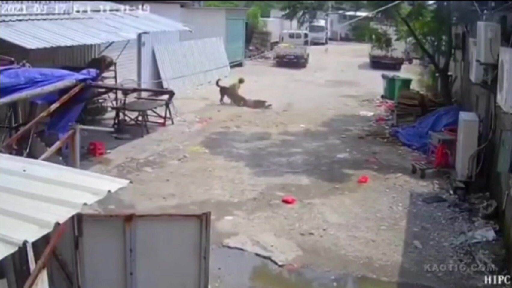 Classic: The Dog Killed The Old Woman