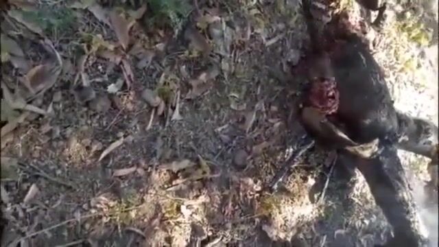 Charred, decapitated, castrated and dismembered