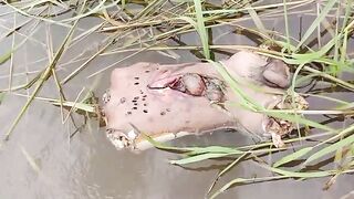 Man's torso, dismembered, floating in the river