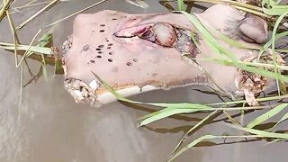 Man's torso, dismembered, floating in the river