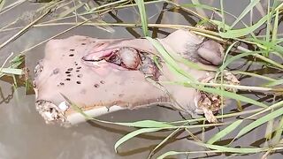Man's torso, dismembered, floating in the river