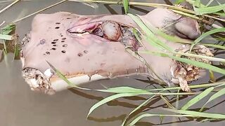 Man's torso, dismembered, floating in the river