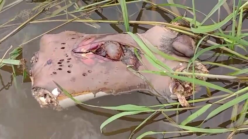 Man's torso, dismembered, floating in the river