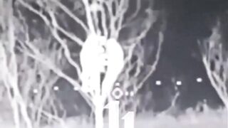 Russian retards hide in a tree.