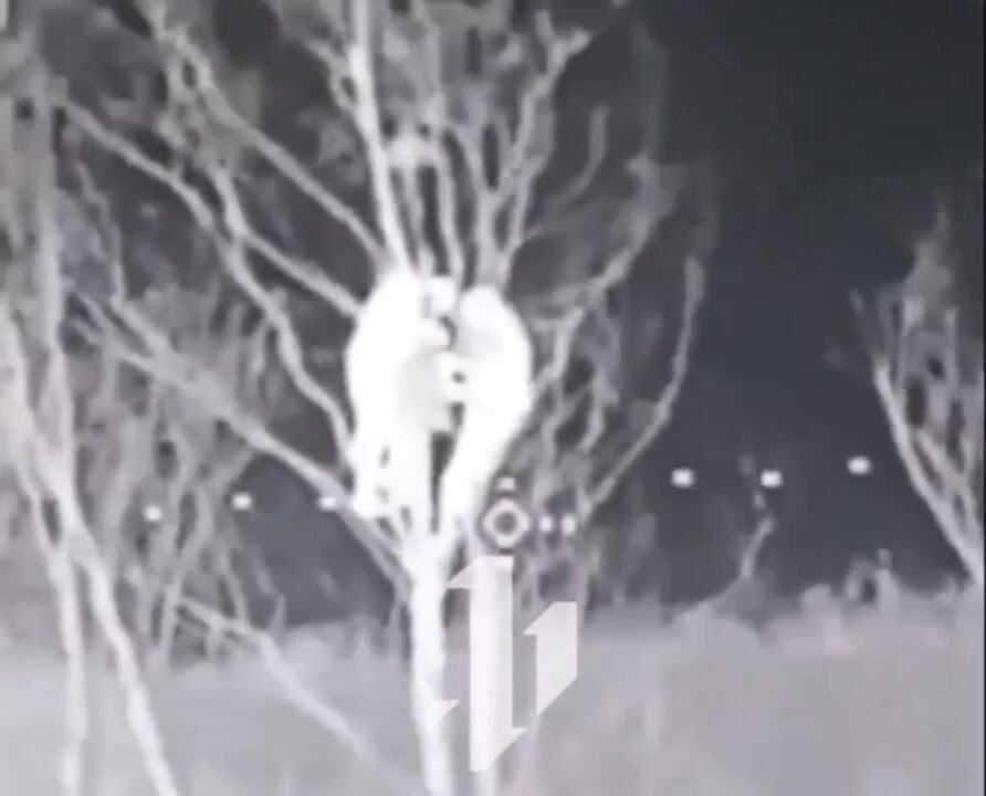 Russian retards hide in a tree.
