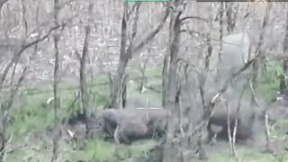 Dozens dead Russhits by WORMBUSTERS.