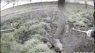 Dozens dead Russhits by WORMBUSTERS.