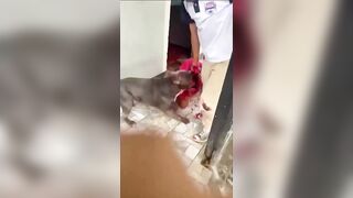 Woman Scalped During Pitbull Attack In Nicaragua