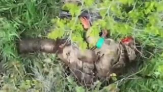 Ukropithecus suicide.