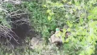 Ukropithecus suicide.