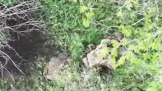 Ukropithecus suicide.