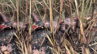 Missing Man Found Burned, Eaten ByAnimals