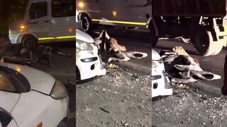 Man escapes from Leopard attack