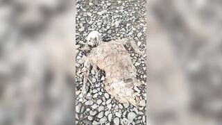 Dismembered Body Found On The Beach In Indonesia