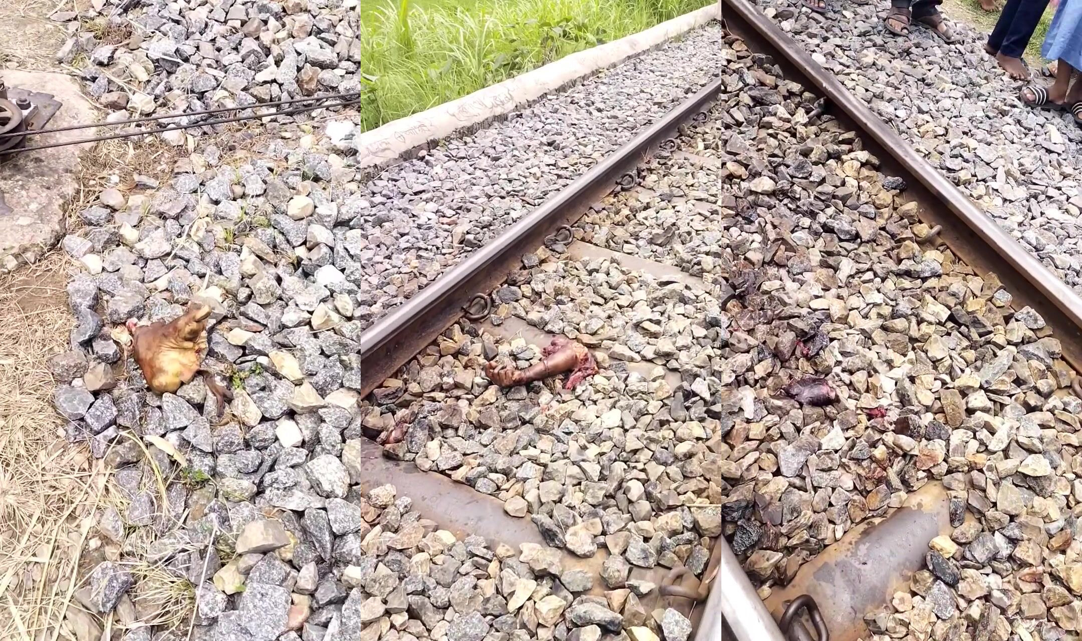 Body parts along train tracks