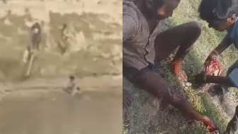 Crocodile Attacks Labourer at Ghaghara River in India