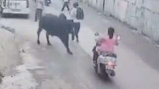 Woman Seriously Injured Following Stray Bull Attack In India